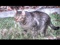 Feral Cat Documentary