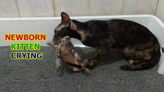 Newborn Kitten Said to Mom: Don't Bite And Carry Us Around by Top Kitten TV 13,800 views 2 years ago 11 minutes, 5 seconds
