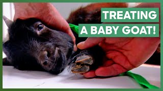 Baby Goat Kicked By A Horse Is Taken To The Clinic Dr. Jeff Rocky Mountain Vet