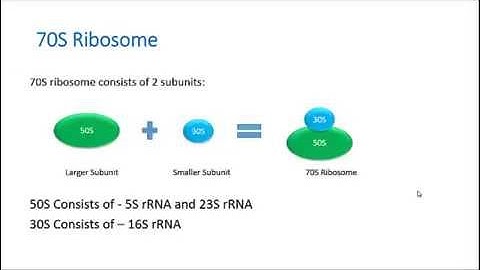 Ribosome - Types, Function and the Difference between 70S & 80S Ribosome