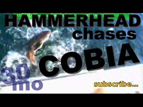 30 MILES OUT - HAMMER HEAD SHARK after COBIA! port...