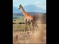 Animals With Superpowers You Won’t Believe Exist! #AnimalFacts #Unbelievable #Shorts