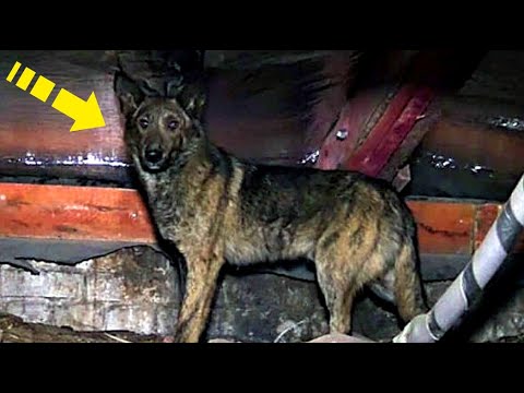 Βίντεο: Πόσο καιρό για μια λουτρό Sitz για τα πόδια του σκύλου;