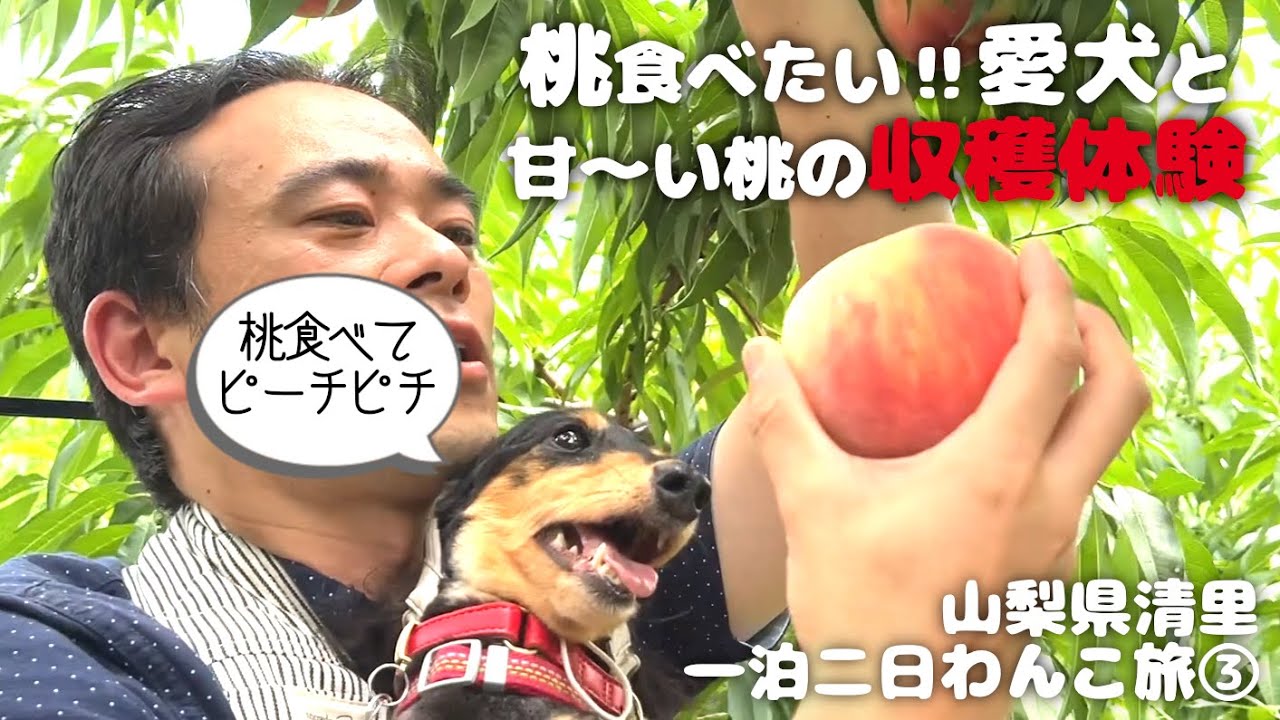 【犬連れ旅行山梨清里観光】「理想園」さんで桃狩り経験🍑「吐竜の滝」で涼しさ満喫!1泊2日わんこ旅3/3 2023.7