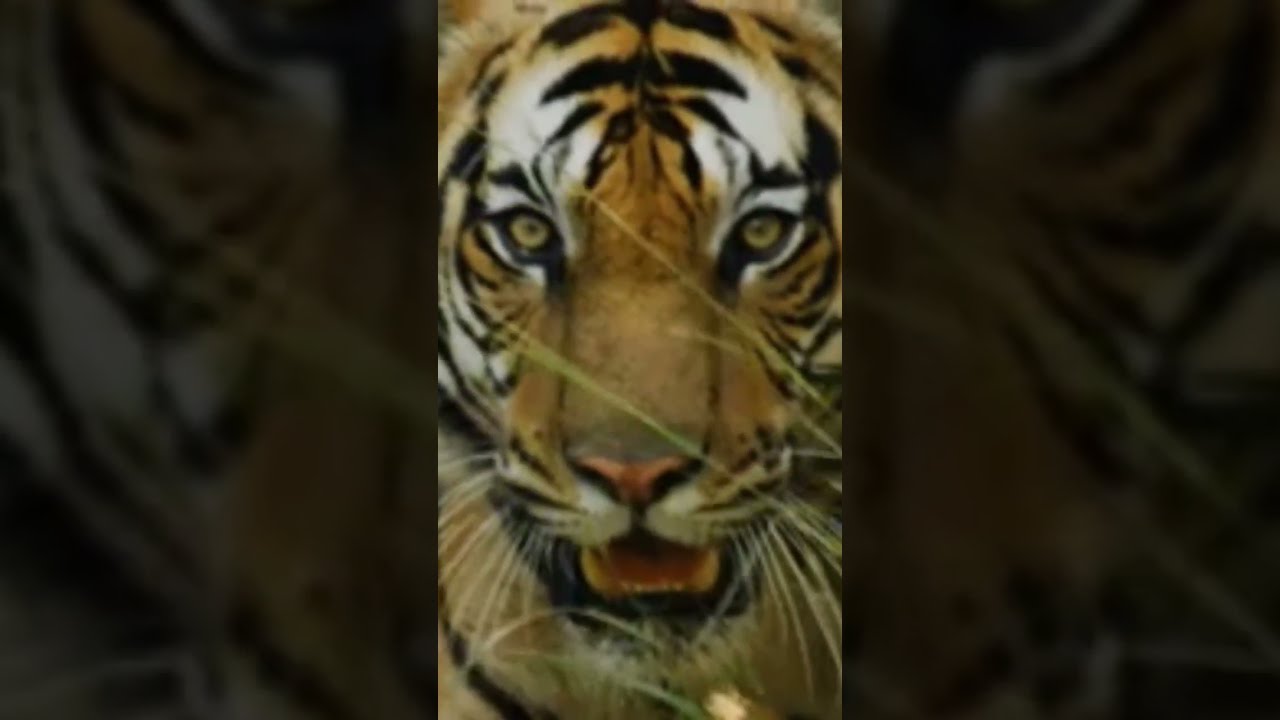 Earning App Gaming Link Https Www Earntp Com Gold Jstpcg F W P Wa Tp Gold2