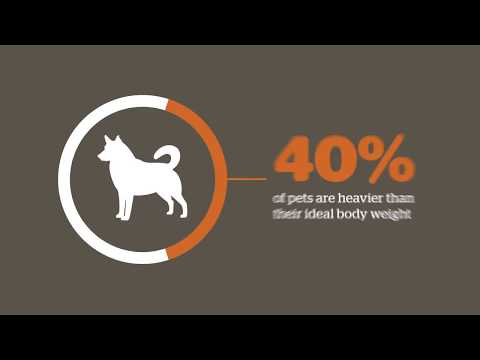 Video: Over Het Hoofd Geziene Gezondheidsproblemen Veroorzaakt Door Obesitas Bij Huisdieren