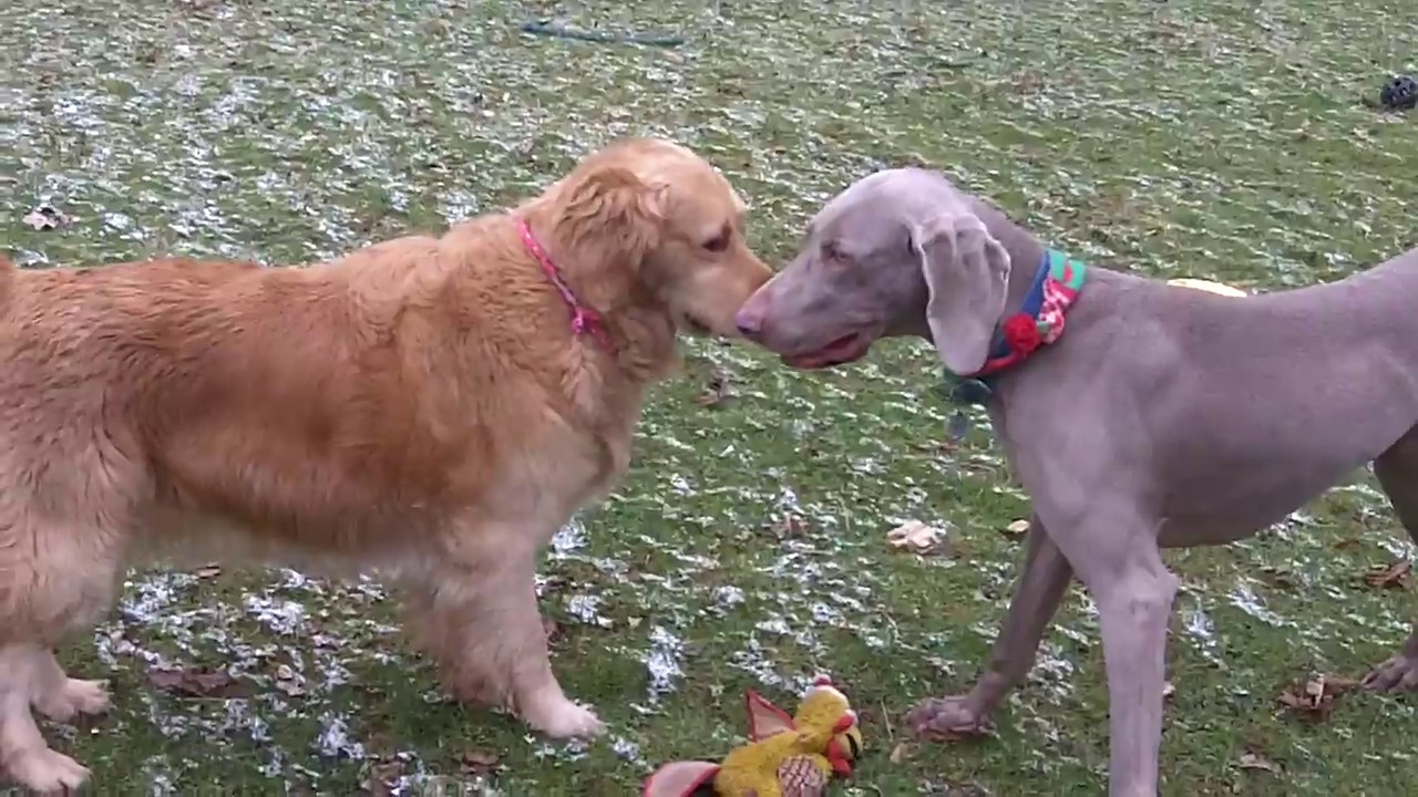 golden retriever weimaraner