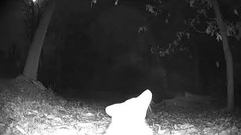 Fox fight-Nov 2022 Harrisburg, PA