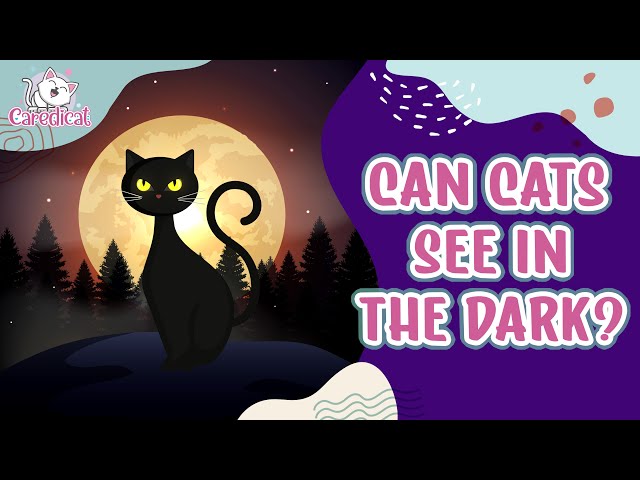 Can Cats See In The Dark?