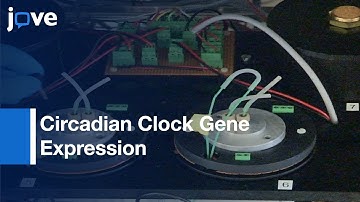 Circadian Clock Gene Expression and Hormone Secretion in Cell Cultures | Protocol Preview
