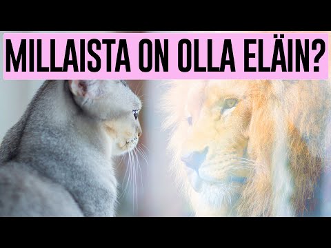 Video: Onko Eläimillä Sielu? Tietoja Pienten Ystäviemme Haamuista - Vaihtoehtoinen Näkymä