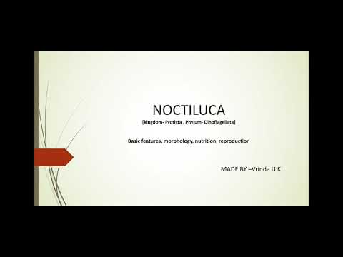 Noctiluca -वैशिष्ट्ये, आकारविज्ञान, पुनरुत्पादन, पोषण, noctiluca ची निर्मिती, महत्वाची वैशिष्ट्ये