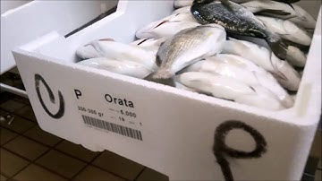 Διαλογητήριο OPbatching 170 ψάρια/λεπτό