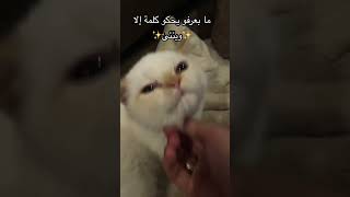 ياعمررري ❤️???beats music animalcrossing anime cats