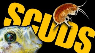 SCUDS! Everything You Need to Know. How to Culture & Harvest Live Gammarus for Your Aquarium Fish.