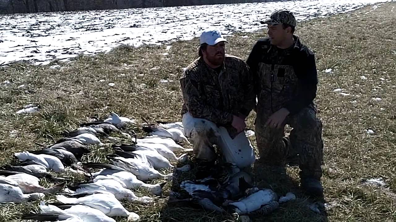 Hunting Snow Geese In Southern Illinois With Klein Outdoors YouTube