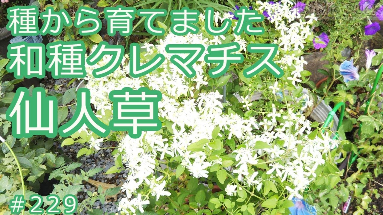 仙人草様4点おまとめ⚠️専用です 種から育てました 和種クレマチス「仙人草」 - YouTube