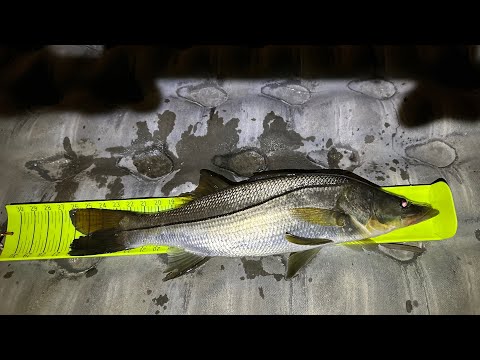 Opening Day Snook Season 2024 