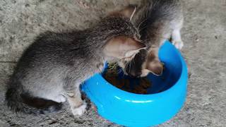 Kittens First Time Eating by Animals Love 177 views 5 years ago 1 minute, 17 seconds