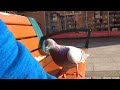 Call 999  perky pigeon gone missing