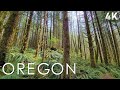 Oregon rainforest walk  no talk no music just nature  4k virtual hike