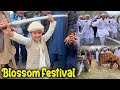 Blossom festival in my village 