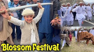 Blossom Festival in My Village 😱