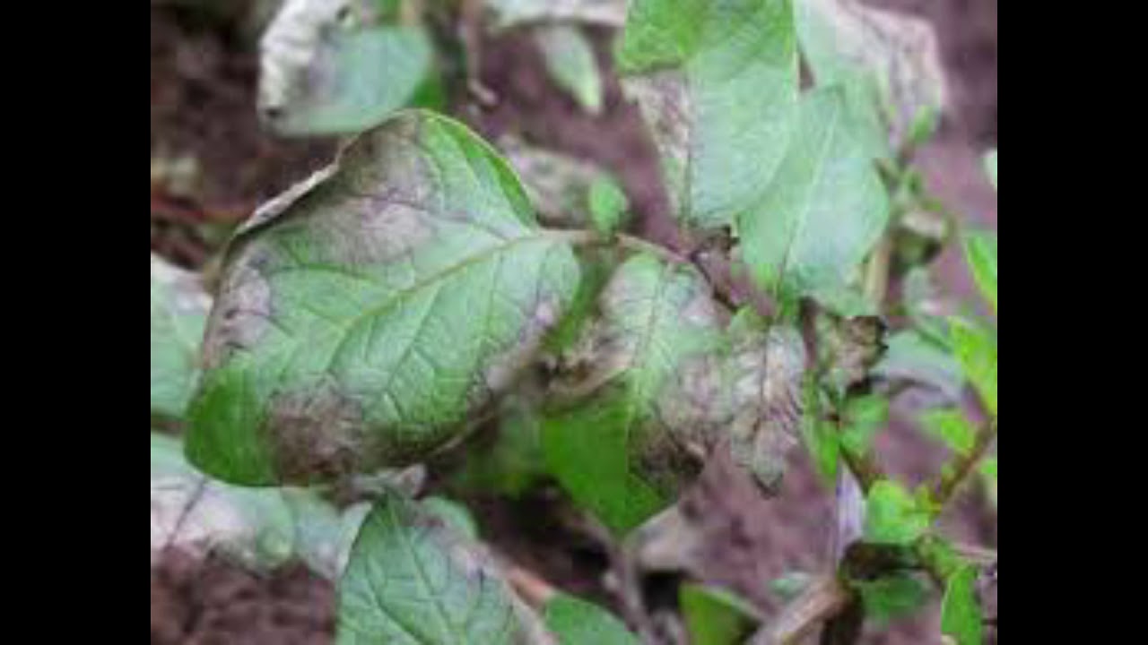 الندووة المتأخرة على البطاطس . مكافحتها . وكيفية الحد من الأصابة بها ..