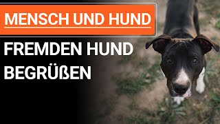 🐕🐶 Mensch und Hund ➡️ Wie sollte man einen fremden Hund begrüßen? 🐕🐶✔️ by Stephanie Salostowitz - Online Hundetraining 7,144 views 5 months ago 10 minutes, 18 seconds