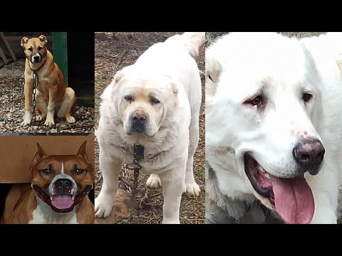 ჩემი ოთხფეხა მეგობრები ზარრა ხოდა აფინა და კვადრატა