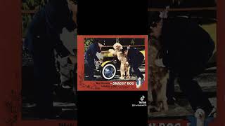 Download Lagu THE SHAGGY DOG (1959) 9/10 MP3