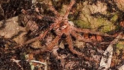 National Geographic - Army Ants - Wildlife