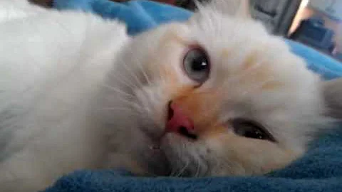 Watch the video about Kitty purring and Drooling