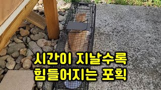 Capturing sick cats is getting harder as time goes by by 매탈남 38,627 views 4 days ago 10 minutes, 58 seconds