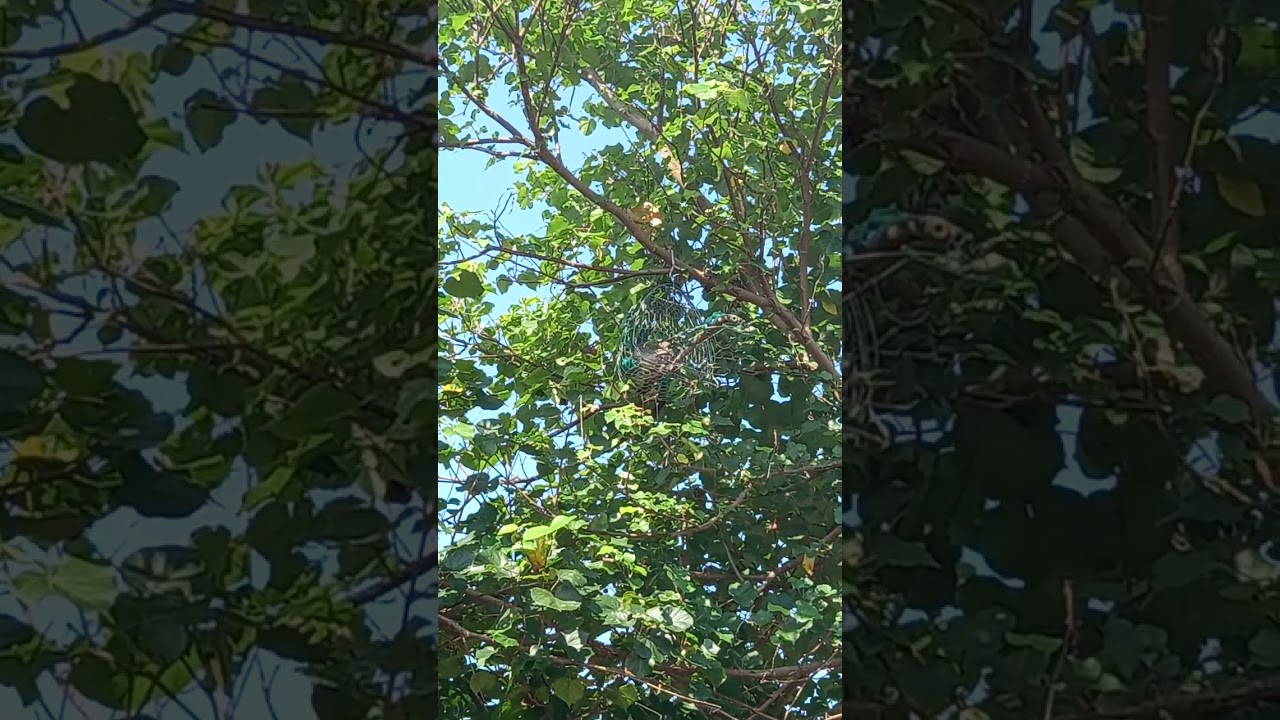 Gl cho ae thô  đồng  môi  lơ  âm  nghe  phê   bk rõ  về chim  lh vũ  0774548081