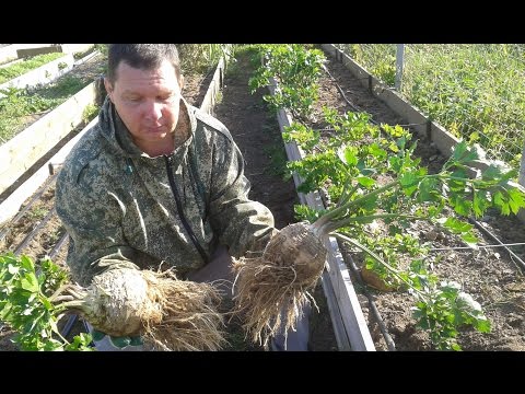 Video: Gojenje Popra V Rastlinjaku