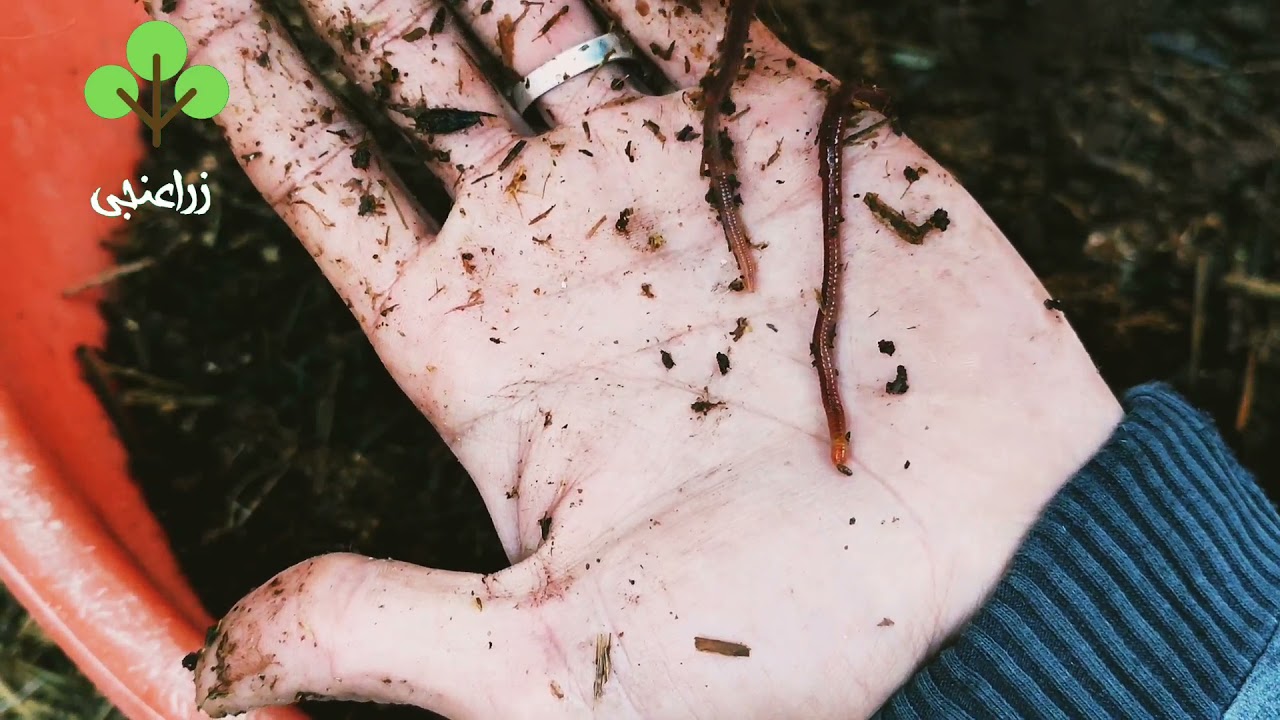 Устойчивость африканского ползучего червя к экстремальным холодам и разница между ним и краснокры...