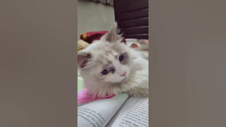 Video 11300591: persiancat persians, cat persiancat cutecat pets, persiancat cat cutecat kitten