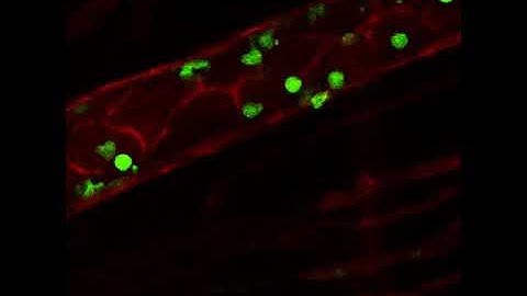 Intravital Microscopy - Muscle