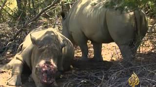 عمليات الصيد غير المشروع لحيوان وحيد القرن