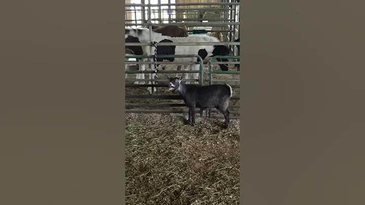 Silly goats