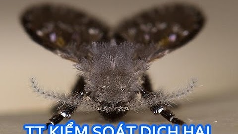 Loài Ruồi Cánh Bướm - TT Kiểm Soát Dịch Hại