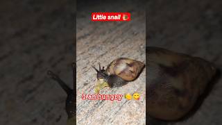 Little hungry Snail 🐌