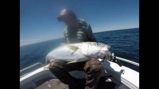 Awesome topwater Kingfish Session