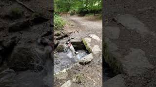 Springer Spaniel Drops Ball in Stream and Fetches It on Other Side