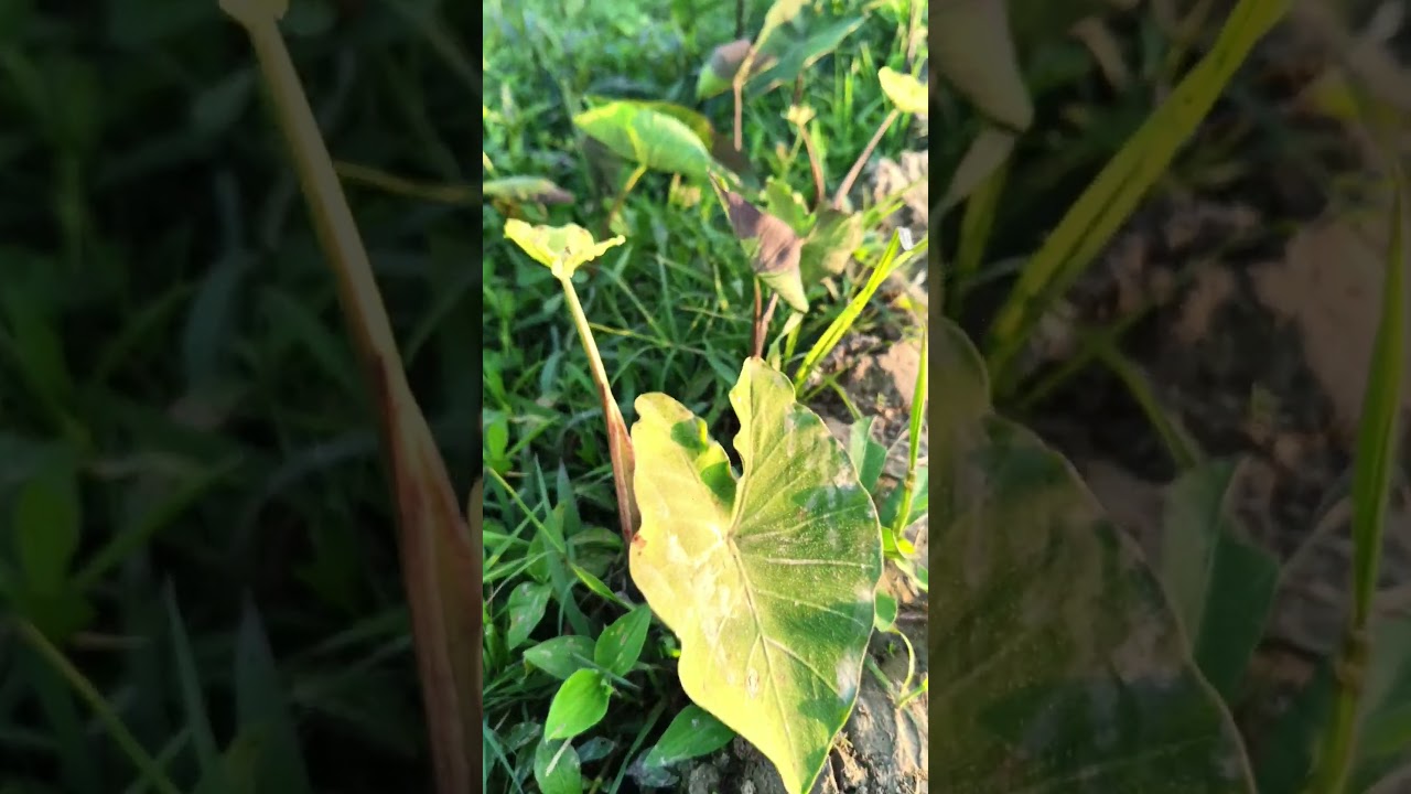 natural video in 4k please like me 