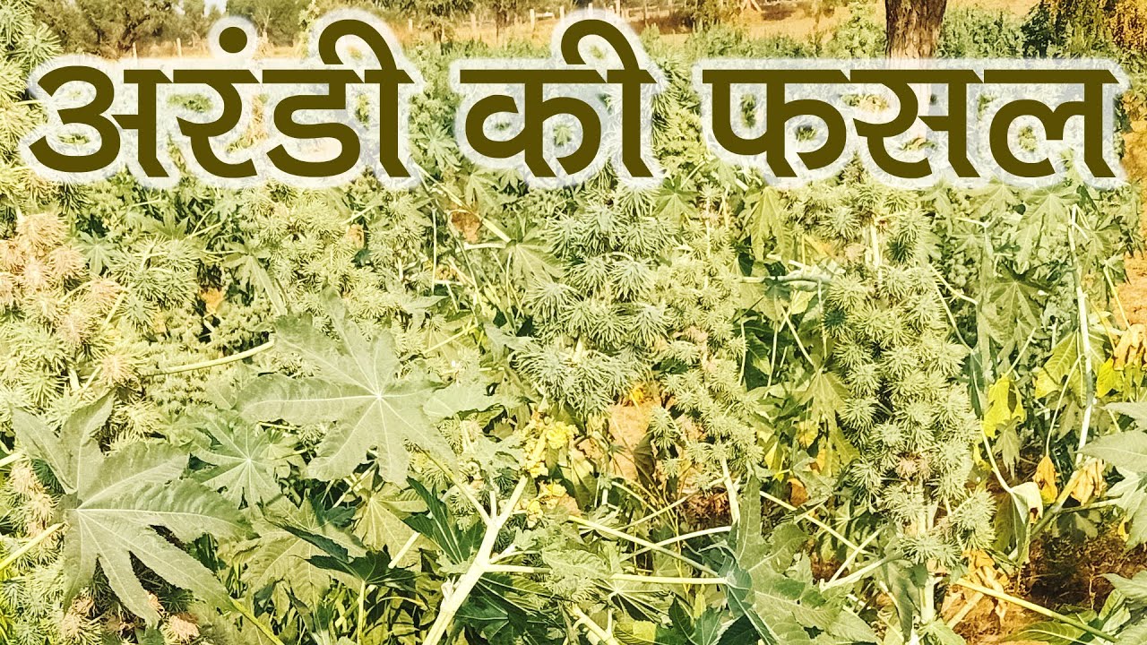 अरंडी का पौधा कैसा होता है? Castor Crop | Arandi ki fasal kaisi hoti hai |
