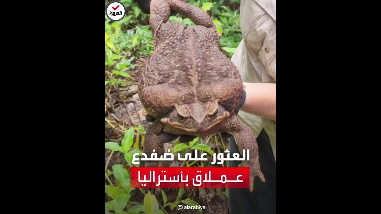 العثور على ضفدع