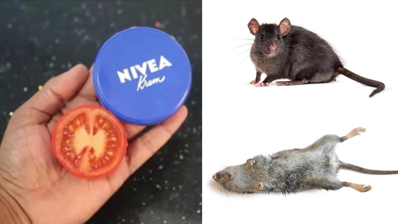 NIVEA FACE CREAM How To Kill Rats Within 10 minutes Home Remedy