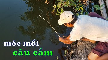 Cắm Câu Cá Lóc đây là cách móc cá con đơn giản làm mồi chạy | Thích Câu Cá Lóc